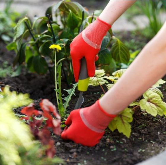 Garden Bed Maintenance in St. Thomas, Ontario.