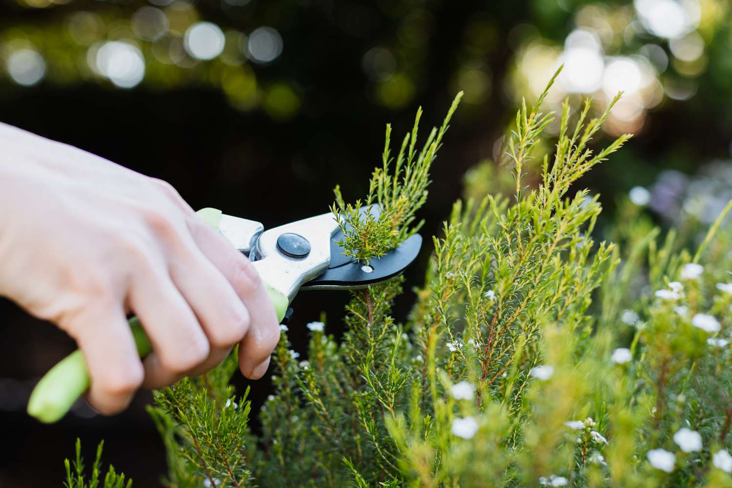 Evergreen Pruning Services in St. Thomas, Ontario, Canada.