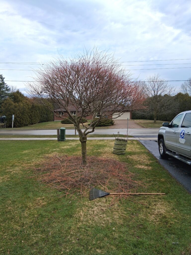 Pruning Services in St. Thomas, Ontario: Dappled Willow Tree.